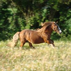 Irish Cob Miss Fire (solgt)