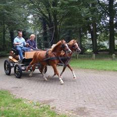 Welsh Mountain (sec A) Brennabor Pharos