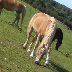 Tyroler Haflinger | Celesta - Solgt.