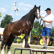 Irish Cob Mr.Spike SOLGT