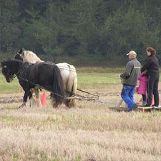 Irish Cob Mr.Spike SOLGT