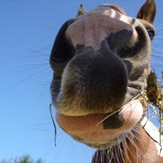 Pinto †Wivarto<3R.I.P 14/9-10;/†