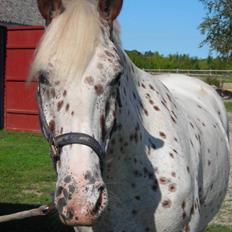 Knabstrupper Joachim