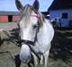 Hollandsk Sportspony silver (Rideskole-pony)
