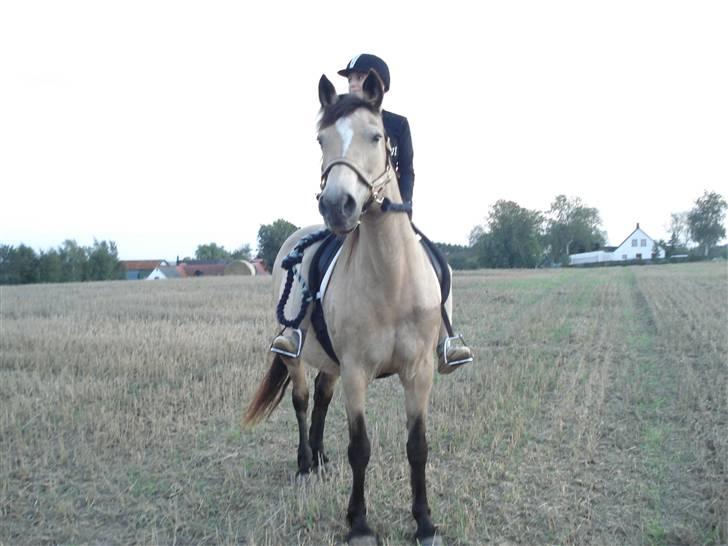 Connemara Mosens Rose Maree - 26/8 2008, når man har glemt sit hovedtøj, må man tænke alternativt :D billede 12