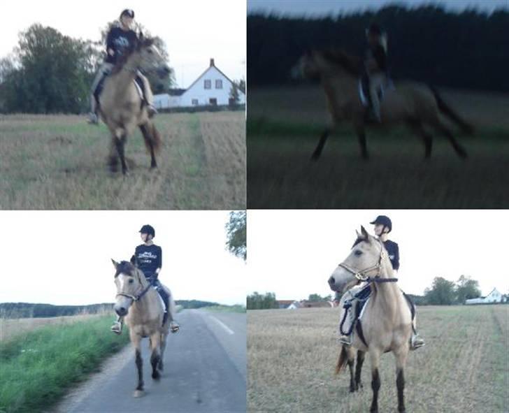 Connemara Mosens Rose Maree - 26/8 2008. Rosie danser sidelæns når hun ikke må galopere på marken :b . billede 13