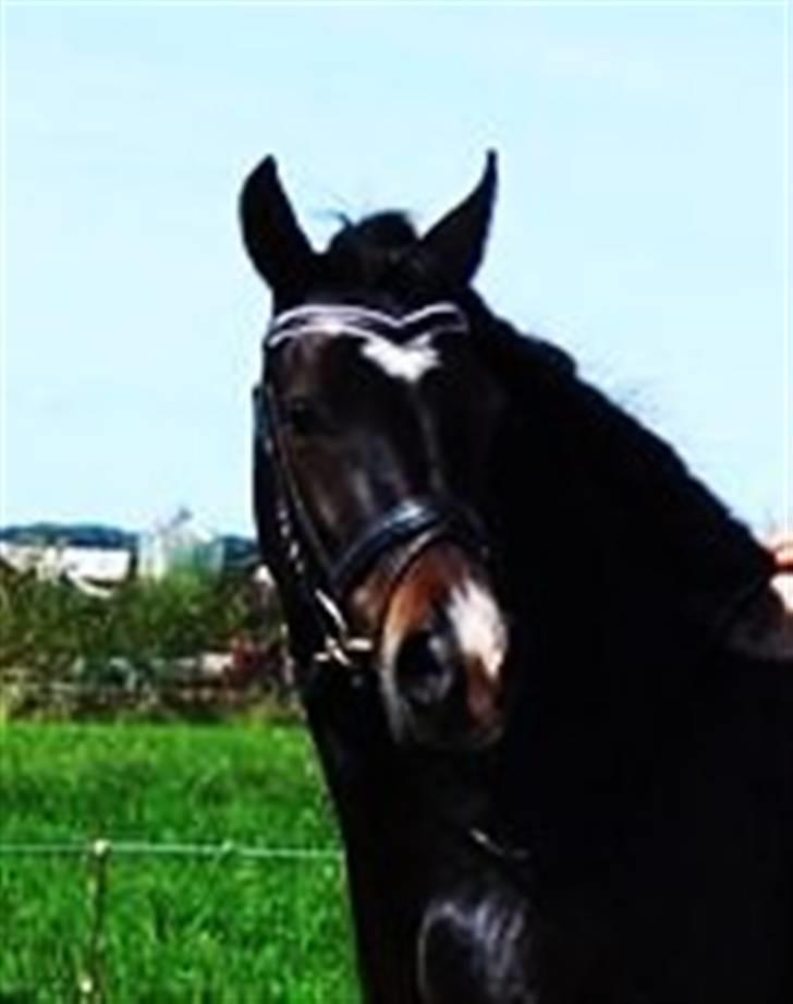 Welsh Cob (sec D) Valhallas Maggie May billede 16