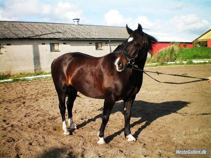 Welsh Cob (sec D) Valhallas Maggie May billede 17