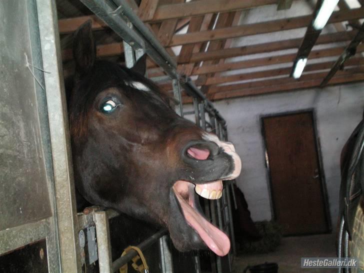 Welsh Cob (sec D) Valhallas Maggie May - Kan du sige skør pony?(-: billede 18