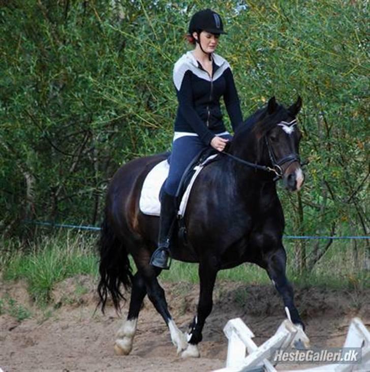 Welsh Cob (sec D) Valhallas Maggie May - Første gang jeg red prinsessen - kærlighed ved første blik! billede 19