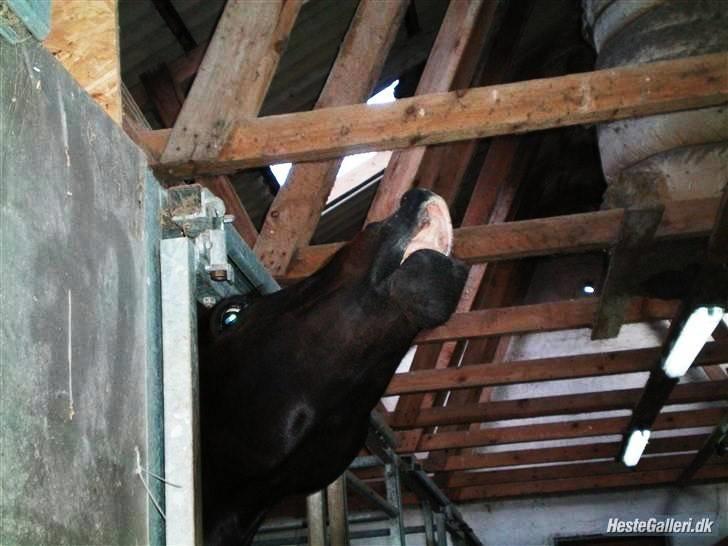 Welsh Cob (sec D) Valhallas Maggie May billede 20