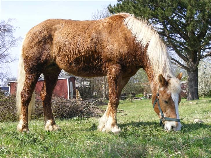 Haflinger  Kastanjegårdens Rosita billede 10
