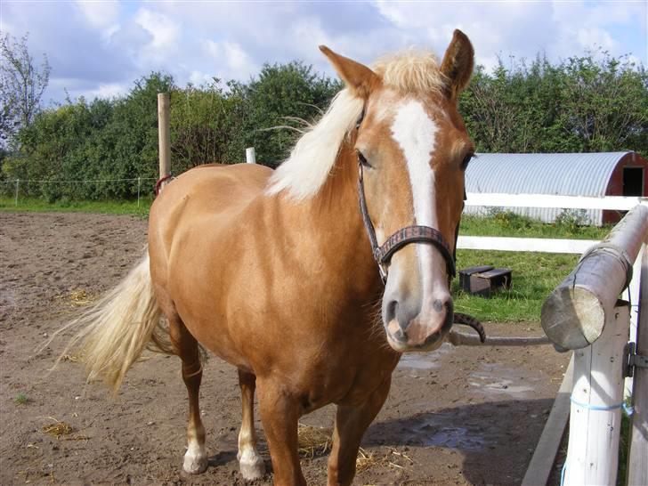 Haflinger  Kastanjegårdens Rosita - Er jeg ikke nuttet billede 11