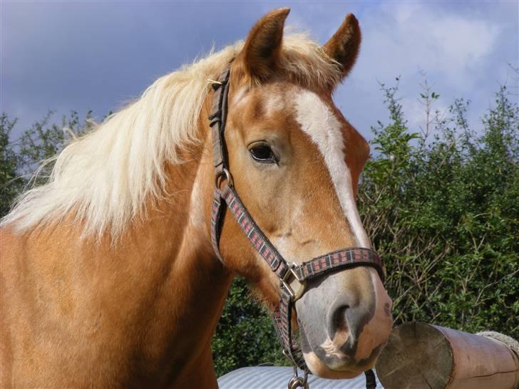 Haflinger  Kastanjegårdens Rosita - Hendes smukke hoved billede 12