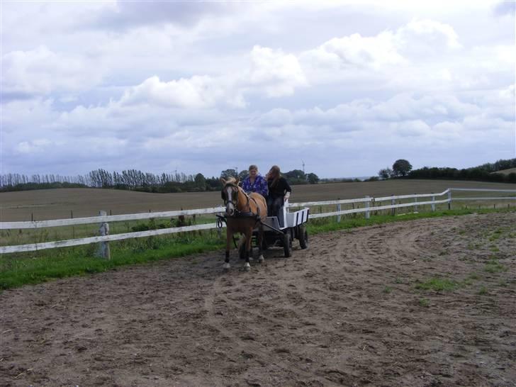 Haflinger  Kastanjegårdens Rosita - Det går smaddergodt billede 13