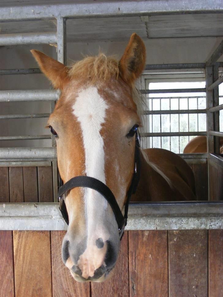 Haflinger  Kastanjegårdens Rosita - I boksen  billede 14