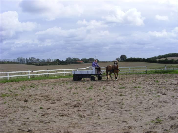 Haflinger  Kastanjegårdens Rosita - Vogn hesten rosita billede 15