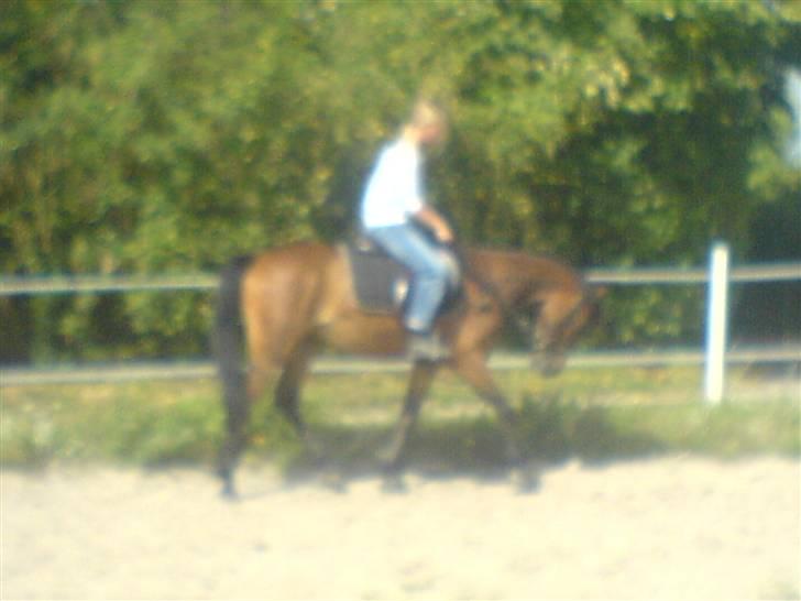 Hollandsk Sportspony Romeo(Solgt) - maria rider ham billede 14