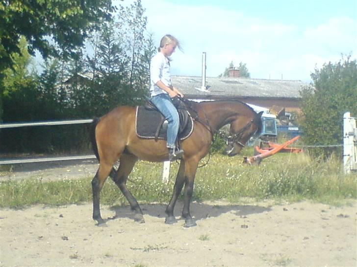 Hollandsk Sportspony Romeo(Solgt) - maria rider ham billede 15