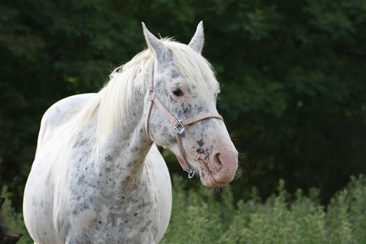 Knabstrupper Coco`s Midnight Beauty  - Foto: Stald Flying.  billede 1