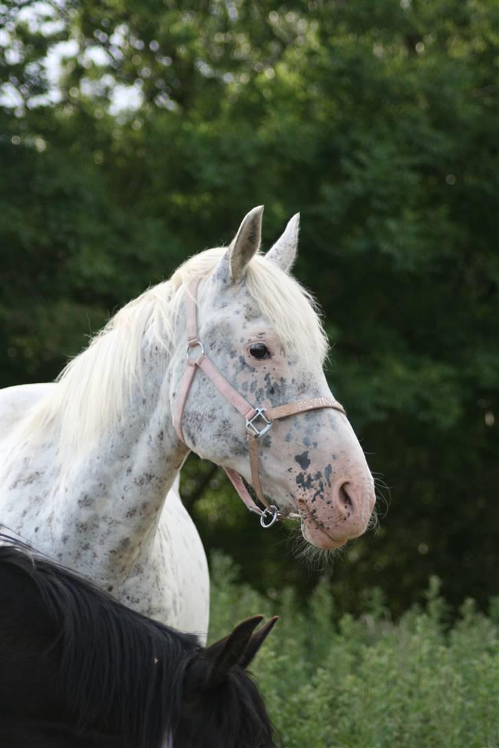 Knabstrupper Coco`s Midnight Beauty  - Foto : Stald Flying billede 2