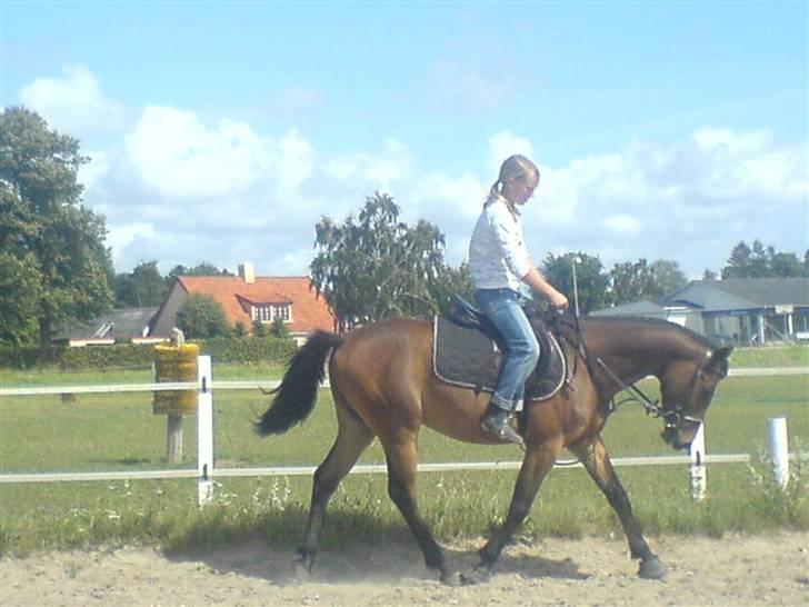 Hollandsk Sportspony Romeo(Solgt) - maria rider ham billede 16