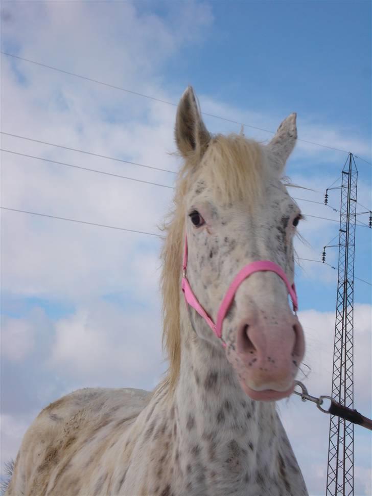 Knabstrupper Coco`s Midnight Beauty  - Foto : Stald Flying billede 3