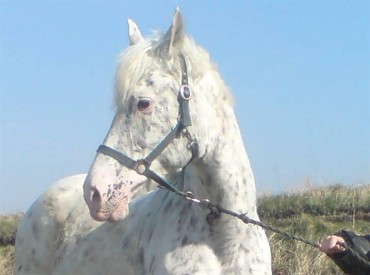 Knabstrupper Coco`s Midnight Beauty  - Foto : Stald Flying billede 4