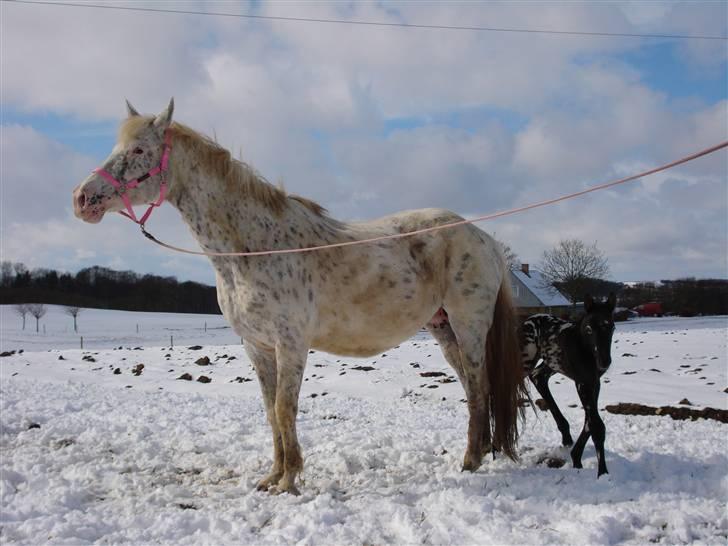 Knabstrupper Coco`s Midnight Beauty  - Foto: Stald Flying billede 5