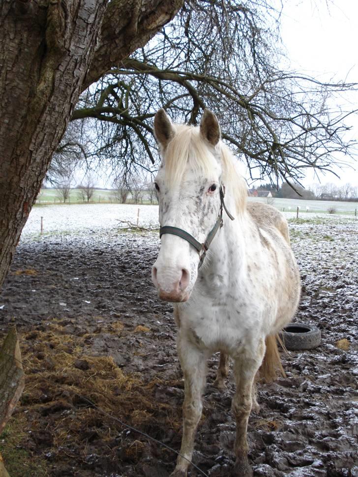 Knabstrupper Coco`s Midnight Beauty  - Foto: Stald Flying billede 6