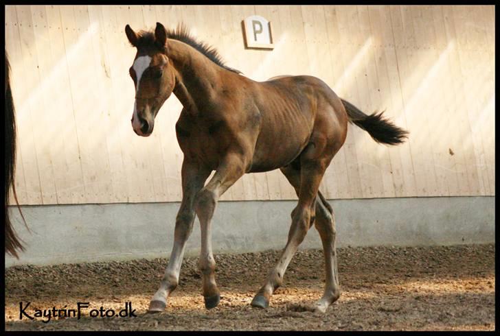 Oldenborg Bugatti af Dano - Bugatti i Galop d. 30 august 2008 - fotograf (mig selv) :-) billede 16