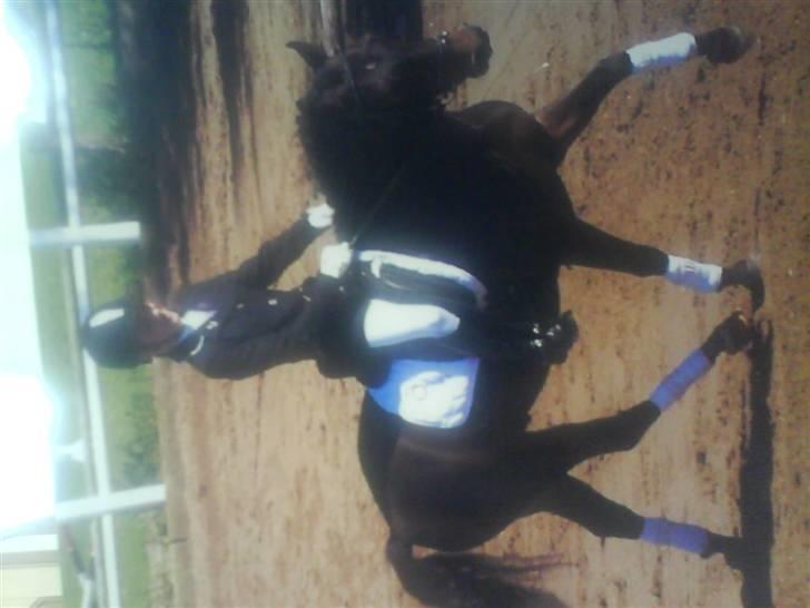 Anden særlig race Aladdin<3 (Solgt) - *dårlig kvalitet* - Synes bar billedet var godt? ;D billede 14