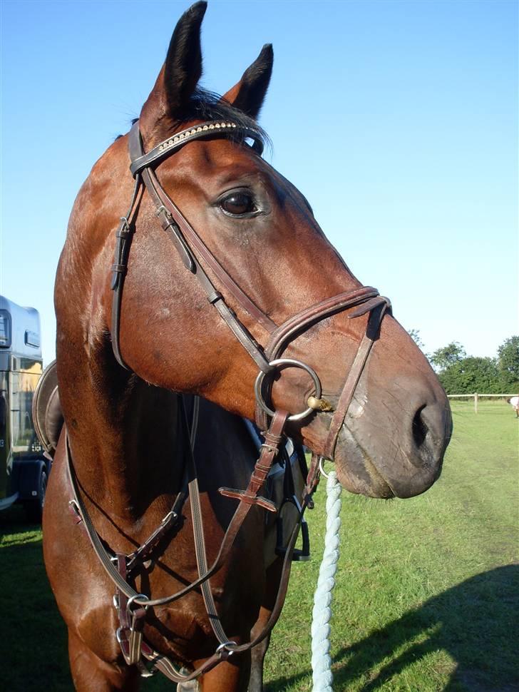 Oldenborg Thorup's Ulton - Allerupgaard d. 31/8-08 billede 6
