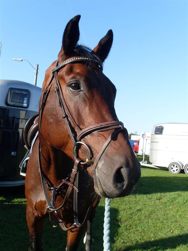 Oldenborg Thorup's Ulton - Allerupgaard d. 31/8-08 billede 7
