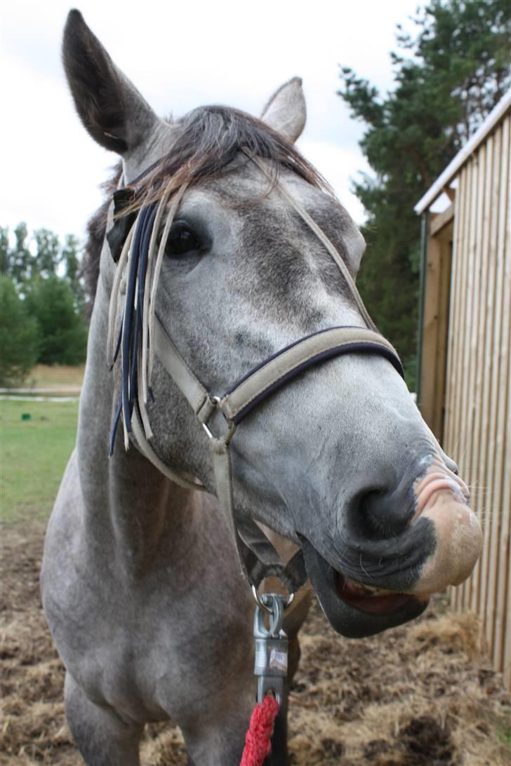 Trakehner Princessa billede 10