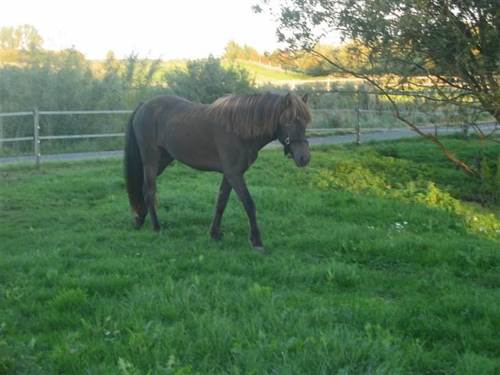 Islænder Síf fra Brösarpsgård - smukke síf . billede 3