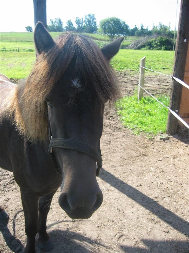 Islænder Síf fra Brösarpsgård - síffe´s hoved.. sikk nogl store næsebore hun har ..  billede 4