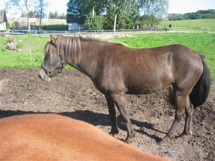 Islænder Síf fra Brösarpsgård - Síf står lig og tager sig en lur.  billede 5