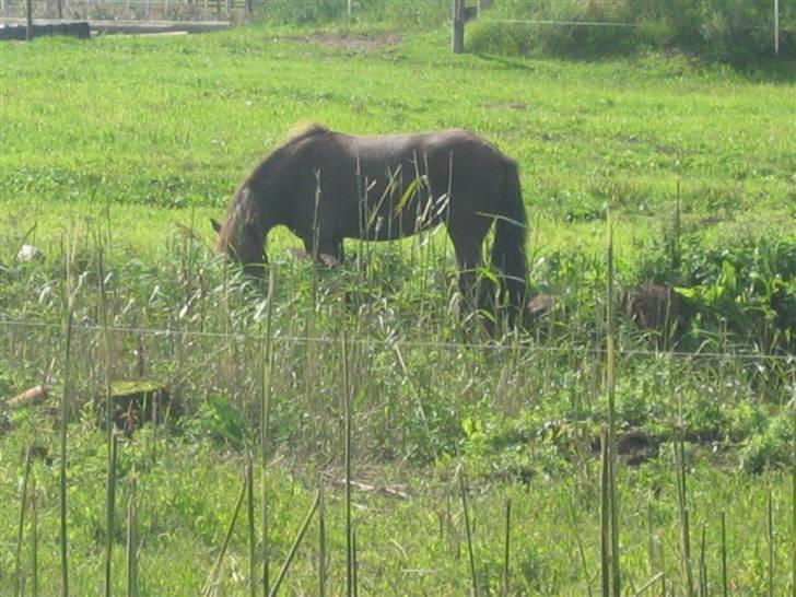 Islænder Síf fra Brösarpsgård - Síf står i åen.. Rós og síf kan godt liide åer.. hehe  billede 6