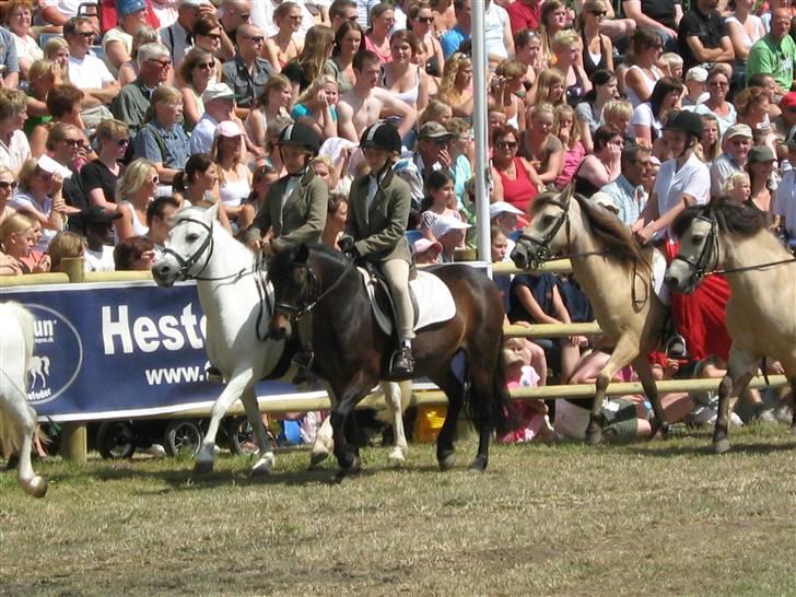 Dartmoor Søegaards Cherie solgt - Det STORE heste show :D  billede 5