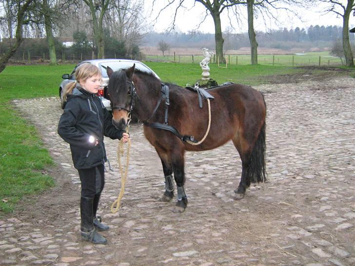 Dartmoor Søegaards Cherie solgt - cherie skal køres til <333  billede 6
