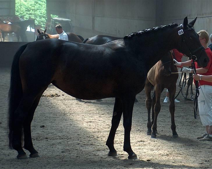 Dansk Varmblod Zobel - Smukke Zobel - følskue 2008.. hun er bare blevet lækker. billede 9