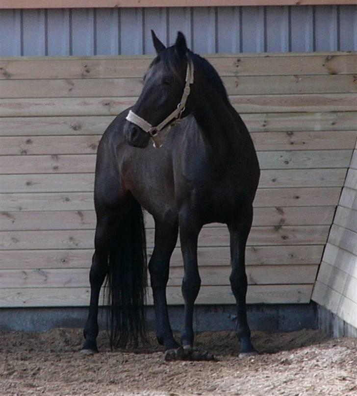 Dansk Varmblod Zobel - Zobel d. 28. august 2008 billede 10