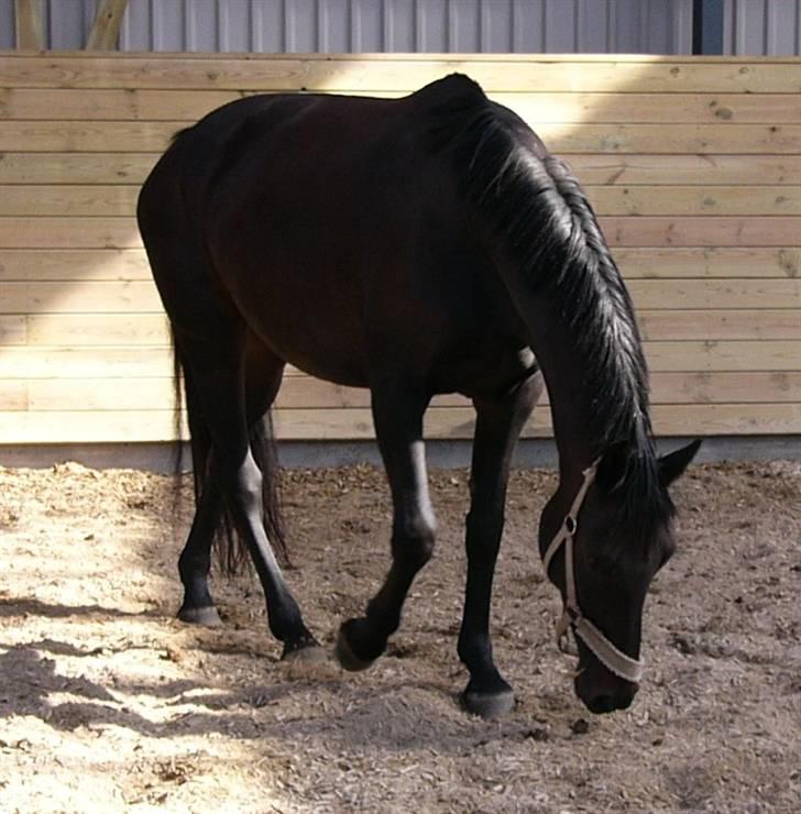 Dansk Varmblod Zobel - Zobel d. 28. august 2008 billede 11