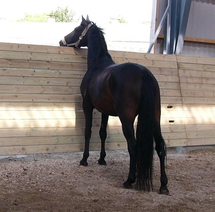 Dansk Varmblod Zobel - Zobel d. 28. august 2008 - hvad mon hun har fået øje på. billede 12