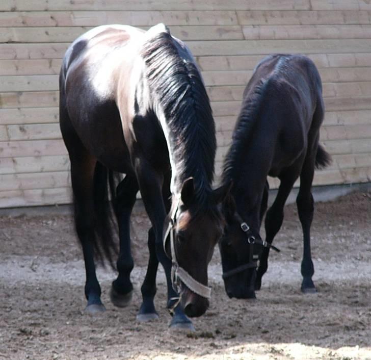 Dansk Varmblod Zobel - Zobel og Cute d. 28. august 2008 billede 13