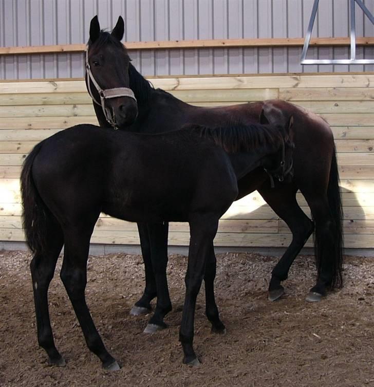 Dansk Varmblod Zobel - Zobel og Cute d. 28. august 2008 - de ligner bare hinanden. billede 14