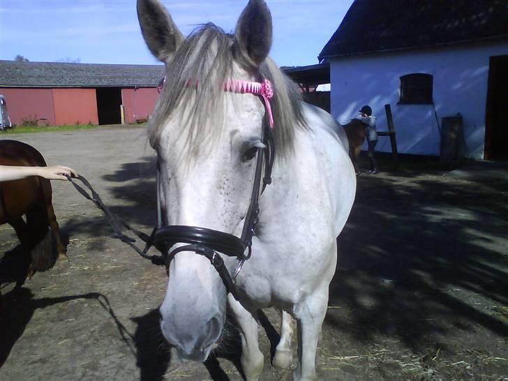 Hollandsk Sportspony silver (Rideskole-pony) billede 1