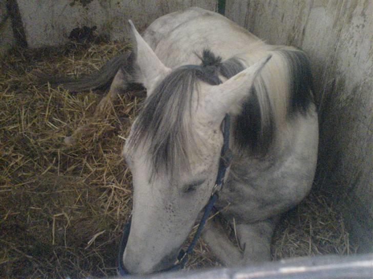 Hollandsk Sportspony silver (Rideskole-pony) billede 2