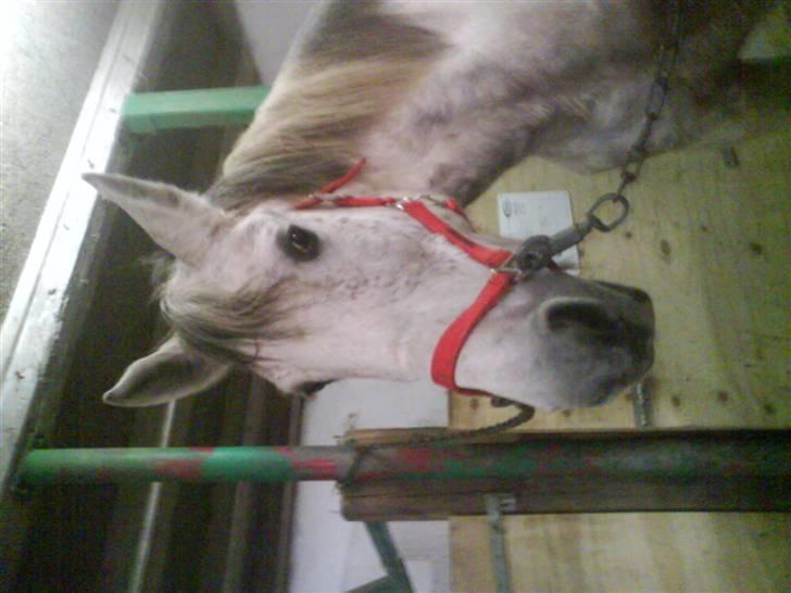 Hollandsk Sportspony silver (Rideskole-pony) billede 3